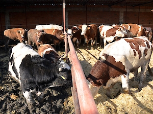 Vali Salihoğlu, Süleymanpaşa Süt Üreticileri Birliği’nin Hazırlamış Olduğu Programa Katıldı