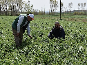 Büyükşehir'den Üreticilere Yem Bitkisi Desteği