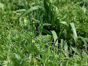 Büyükşehir'den Üreticilere Yem Bitkisi Desteği