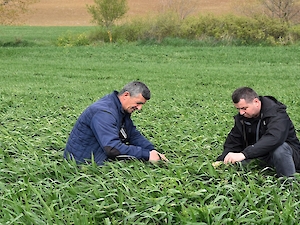 Büyükşehir'den Üreticilere Yem Bitkisi Desteği