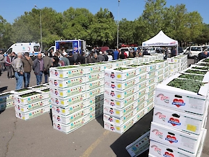 Büyükşehir'den Üreticilere Fide Desteği